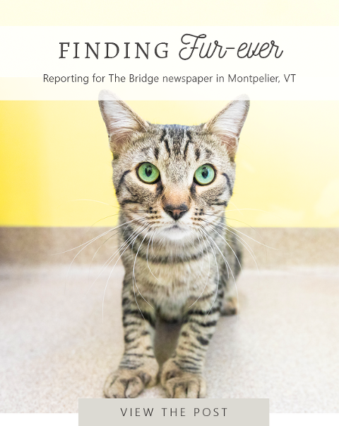 adopting animals Archives - Cat Cutillo Photography & Video